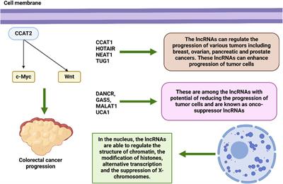 Long non-coding RNAs: regulators of autophagy and potential biomarkers in therapy resistance and urological cancers